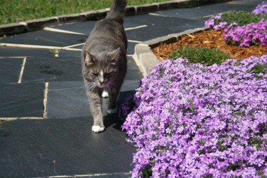 creeping phlox planting instructions