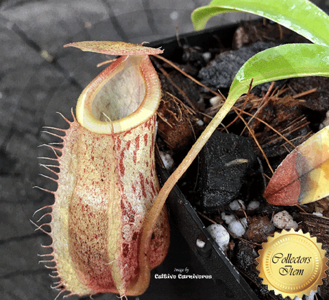 pitcher plant care instructions