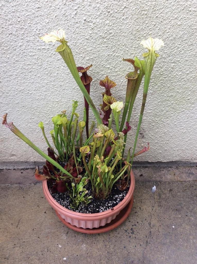 pitcher plant care instructions