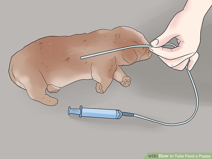 tube feeding instructions for puppies