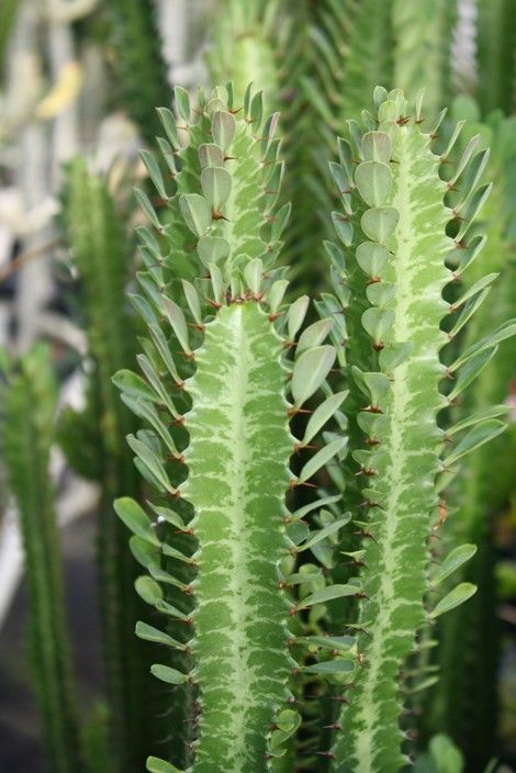 euphorbia plant care instructions