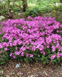 creeping phlox planting instructions