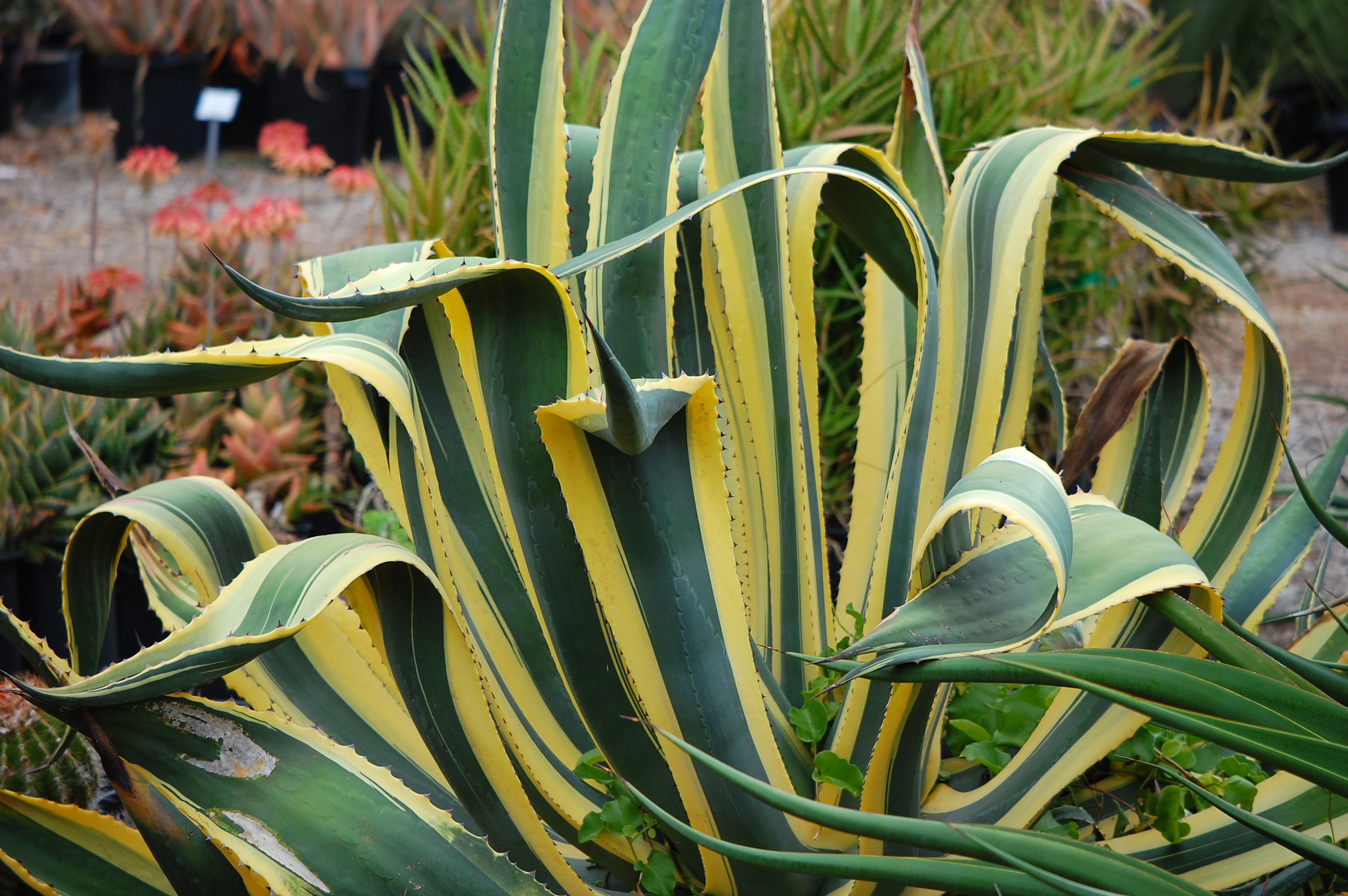 cactus plant care instructions