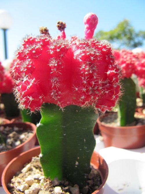 cactus plant care instructions