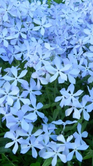 creeping phlox planting instructions