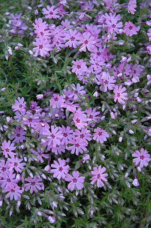 creeping phlox planting instructions