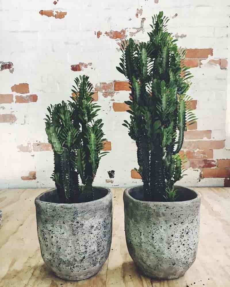 euphorbia plant care instructions